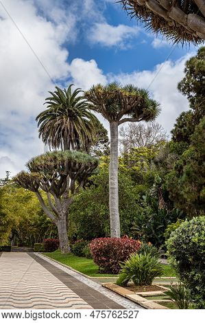 View Of City Park, Garden At Old Town Center Of Arucas, Gran Canaria, Canary Islands, Spain. Dragon 