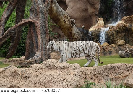 White Tiger At Loro Park , Loro Parque, Tenerife, Canary Islands, Spain