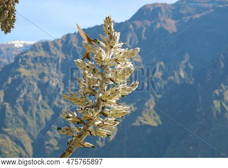 Hummingbird Collecting Nectar Of Puya Weberbaueri Flower In Colca Canyon, Arequipa Region, The Andes