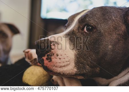 Close Up Of A Senior Pitbull Resting Chin On Paw With A Tennis Ball