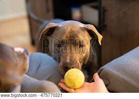 Close Up Portrait Of Female Pitbull Puppy Watching A Tennis Ball And Waiting To Play Fetch
