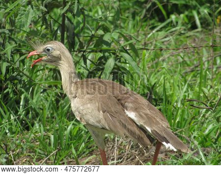 Siriema Cariama Animal In Forest Green Landscape
