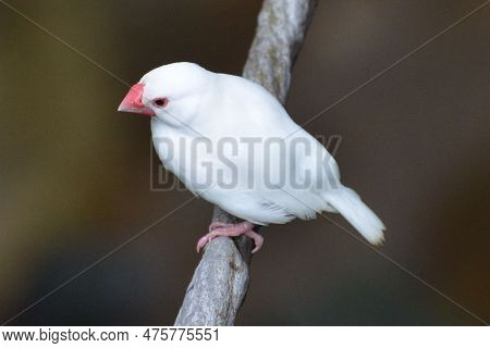 Portrait Of A Java Sparrow At Hong Kong Park