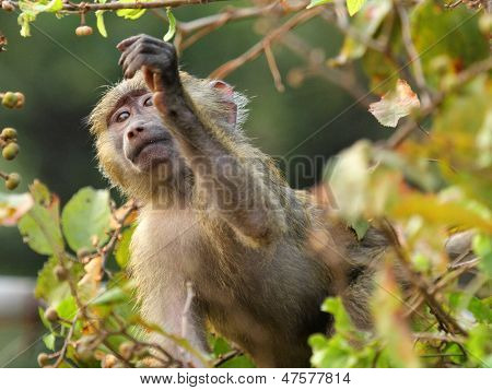 Baby Feeding Olive Baboon (papio Anubis)