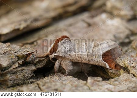 Detailed Close Up Of The Chocolate-tip Moth, Clostera Curtula On Wood