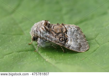 Natural Closeup On A Fresh Emerged Nut-tree Tussock Moth, Colocasia Coryli