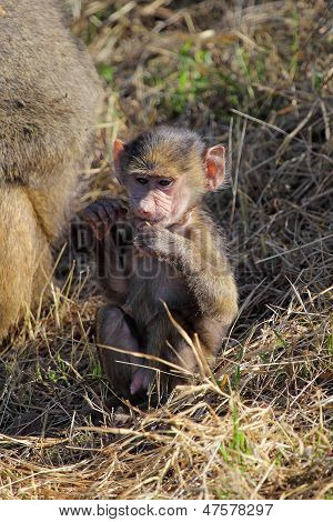 Babysitting Olive Baboon (papio Anubis)