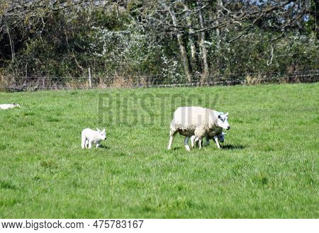 Sheep In A Feild With A Lamb