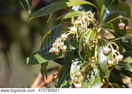 Flowers Of A Canary Islands Strawberry Tree, Arbutus Canariensis, An Endemic Species Of The Canary I