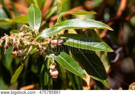 Flowers Of A Canary Islands Strawberry Tree, Arbutus Canariensis, An Endemic Species Of The Canary I