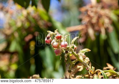 Flowers Of A Canary Islands Strawberry Tree, Arbutus Canariensis, An Endemic Species Of The Canary I