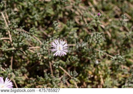 Flower Of A Hairy Dewflower, Drosanthemum Hispidum