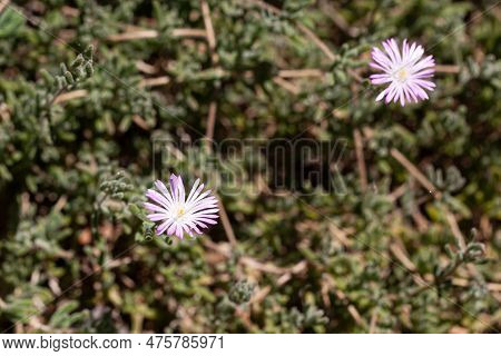 Flower Of A Hairy Dewflower, Drosanthemum Hispidum