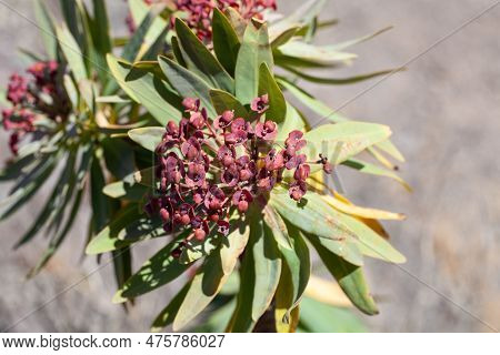 Flowers Of A Tabaiba Majorera Plant, Euphorbia Atropurpurea, An Endemic Species On Tenerife Island.