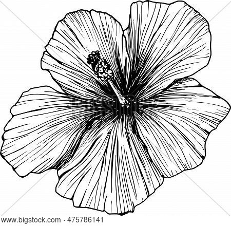 Hibiscus Flower Vector Illustration, Or Mallow Chenese Rose. Clipart In Graphics, Tropical Karkade F