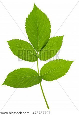 Raspberry Leaves. Young Green Branch Of Raspberry Bush In Spring. Raspberry Branch. Gardening, Horti