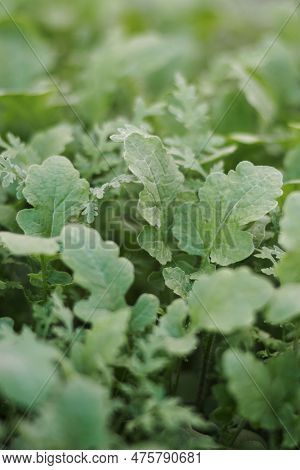 Mustard Sprouts Grown For Organic Fertilizer, Green Manure, Siderates. Add Organic Matter To Soil, N
