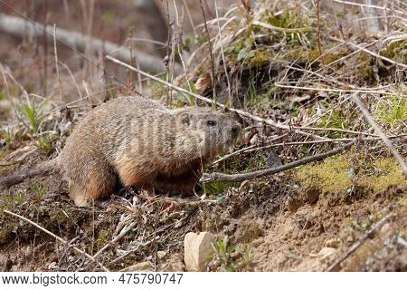 The Groundhog (marmota Monax), Also Known As A Woodchuck