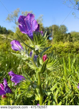 Echium Vulgare. Plant With Flowers Of Viper's-bugloss.