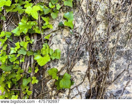 Background Formed By A Wall Covered By The Creeper Hera