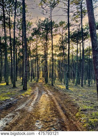 Pine Forest At Sunset In Maceda, Ovar - Portugal.