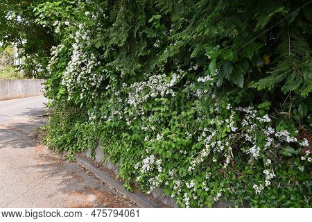 Fuzzy Deutzia ( Deutzia Scabra ) Flowers. Hydrangeaceae Deciduous Shrub Endemic To Japan. Conical Wh