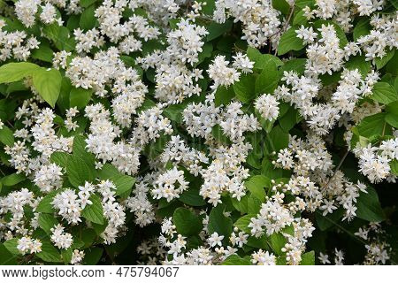 Fuzzy Deutzia ( Deutzia Scabra ) Flowers. Hydrangeaceae Deciduous Shrub Endemic To Japan. Conical Wh