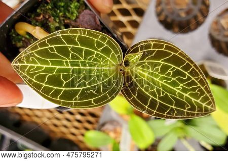 Beautiful Green Lightning Leaves Of Dossinochilus Dreamcatcher Jewel Orchid, A Popular Houseplant