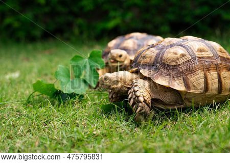 Tortoise Eating A Leaf Of Vegetable Or Grass On A Green Background. Animal Feeding (centrochelys Sul