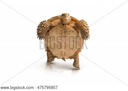 Turtle (centrochelys Sulcata) Isolated On White Background