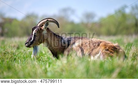 Domestic Milk Goat With Long Beard And Horns Resting On Green Pasture Grass On Summer Day. Feeding O