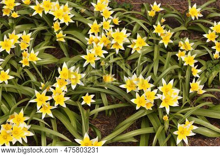 Flowering Tulip Tarda Or Dasystemon With Yellow Flowers In Spring Garden