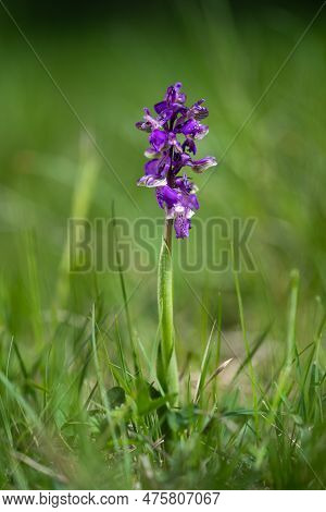 Orchis Morio In A Nature Reserve. Lodenice, Czech Republic