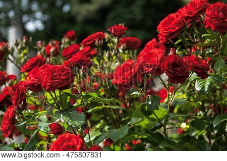 Red Roses Garden. Beautiful Red-maroon Flowers Grow In The Park. Warm Sunlight. The Concept Of Summe