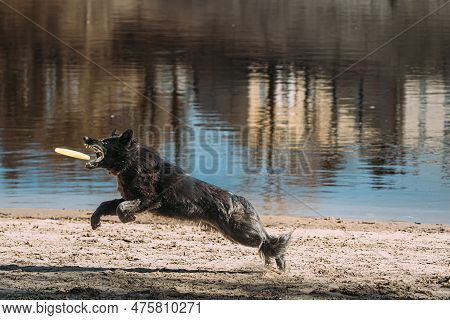 Alsatian Wolf Dog Or Black German Shepherd Dog Playing Outdoor With Flying Disc. Playful Pet Outdoor