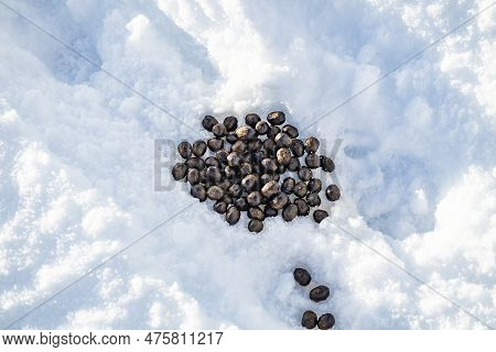 Rabbit Dropping On Snow In Glenveagh Naation Park, County Donegal, Ireland