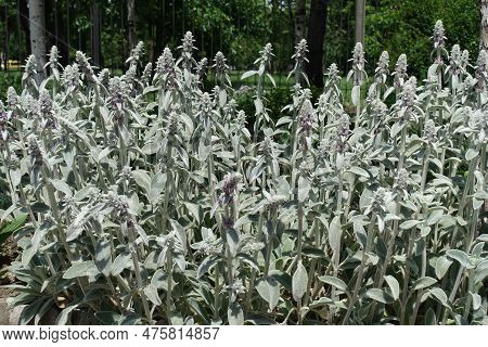 A Lot Of Flower Spikes Of Stachys Byzantina In June