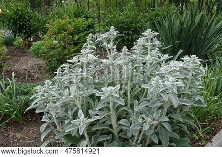 Buds On Stems Of Stachys Byzantina In May