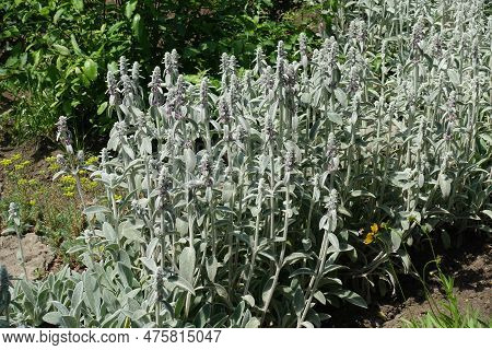 Multiple Pink Flowers Of Stachys Byzantina In June