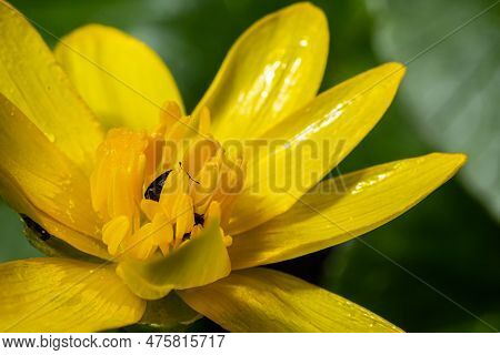 Ficaria Verna, Lesser Celandine, Pilewort Or Ranunculus Ficaria Yellow Spring Flowers Close Up. Spri
