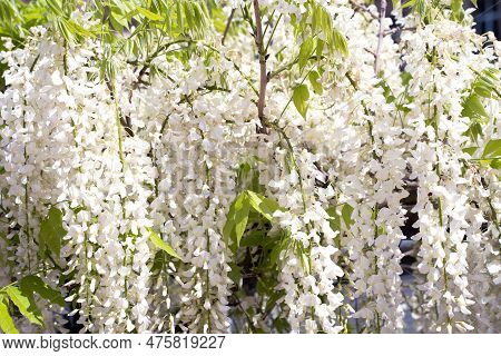 White Acacia Robinier Flowers. Flowering Robinia, Robinia Pseudoacacia