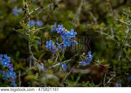 Stickseed Blossoms Growing On Bush In Yosemite National Park