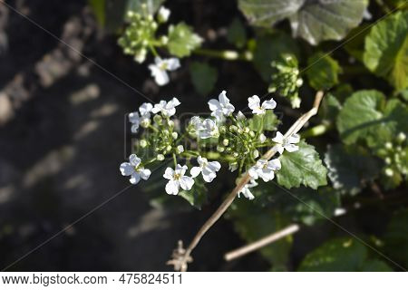 Caucasian Pennycress White Flowers In The Spring