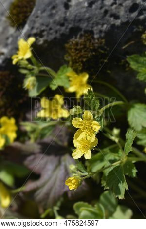 Waldsteinia Flowers And Leaves In The Spring