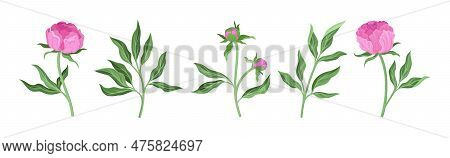 Pink Peony Flower Bud On Green Stems With Leaves Vector Set