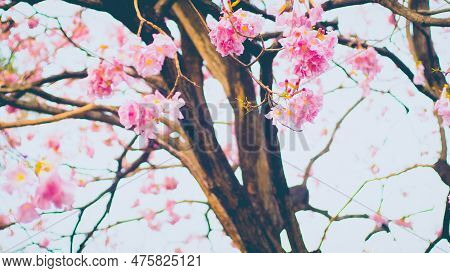 Tunnel Pink Flowers Tabebuia Rosea Blossom .tabebuia Rosea