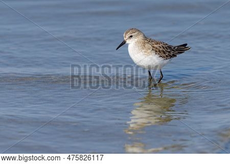 A Little Stint Standing In The Water At The Beach, Looking For Food, Sunny Day In Springtime In Cama