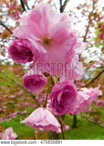 Stunning Pink Blossoms On A Kwanzan Cherry Tree