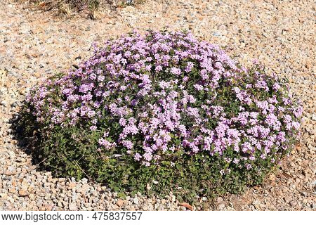 Xeriscaped Street With Flowering Shrub Of Lantana Montevidensis Used In Desert Style Landscaping