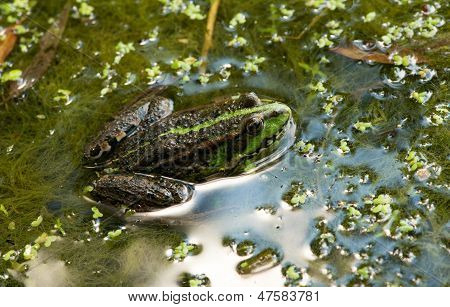 Frog On The Algae In The Pond